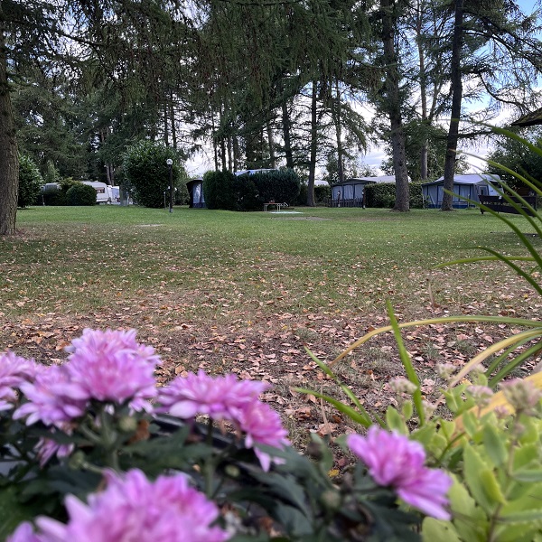 Leere Campingwiese mit Blumen und Rasen